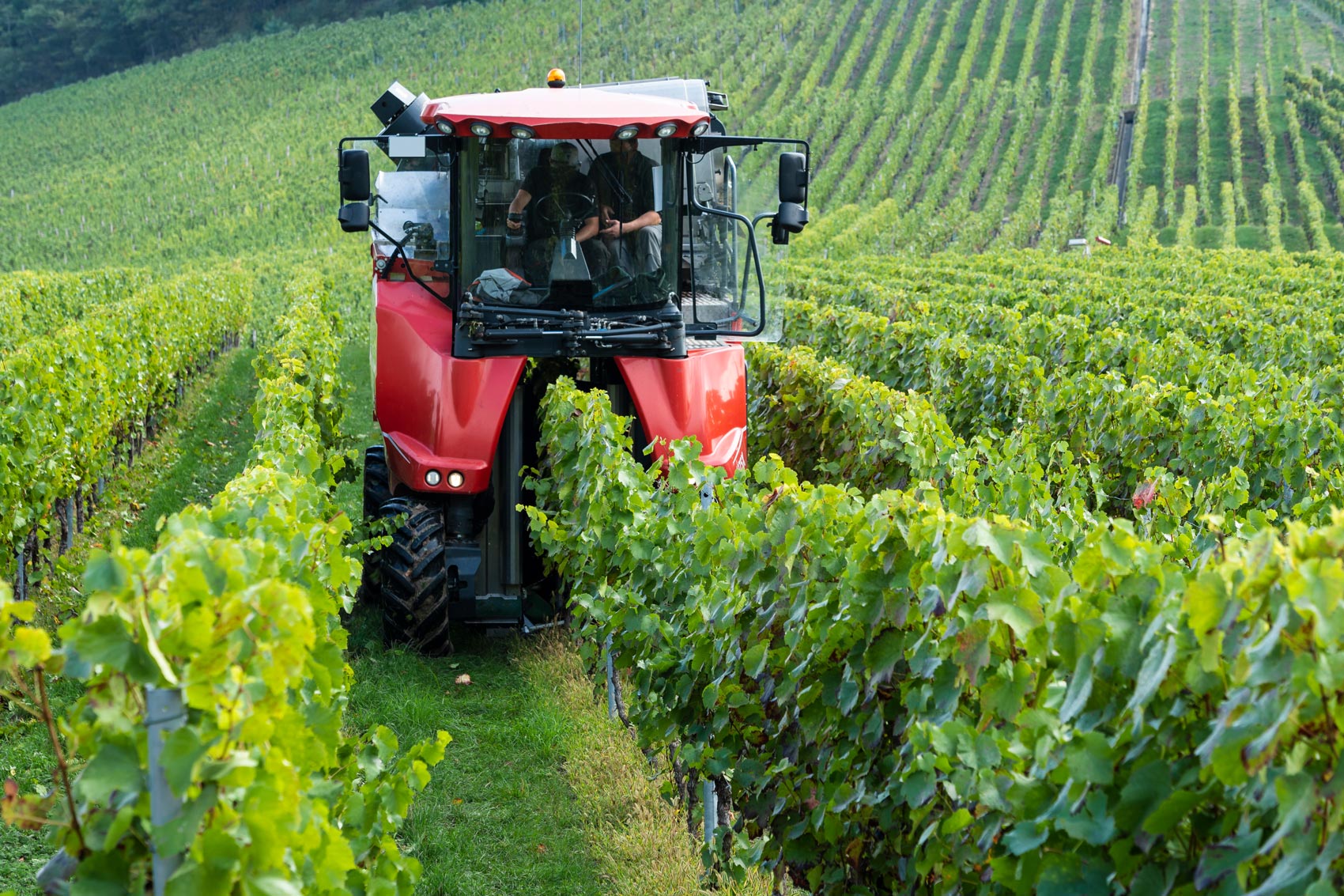 Vineyard trellis systems