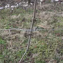 Stainless steel vineyard ties Sika