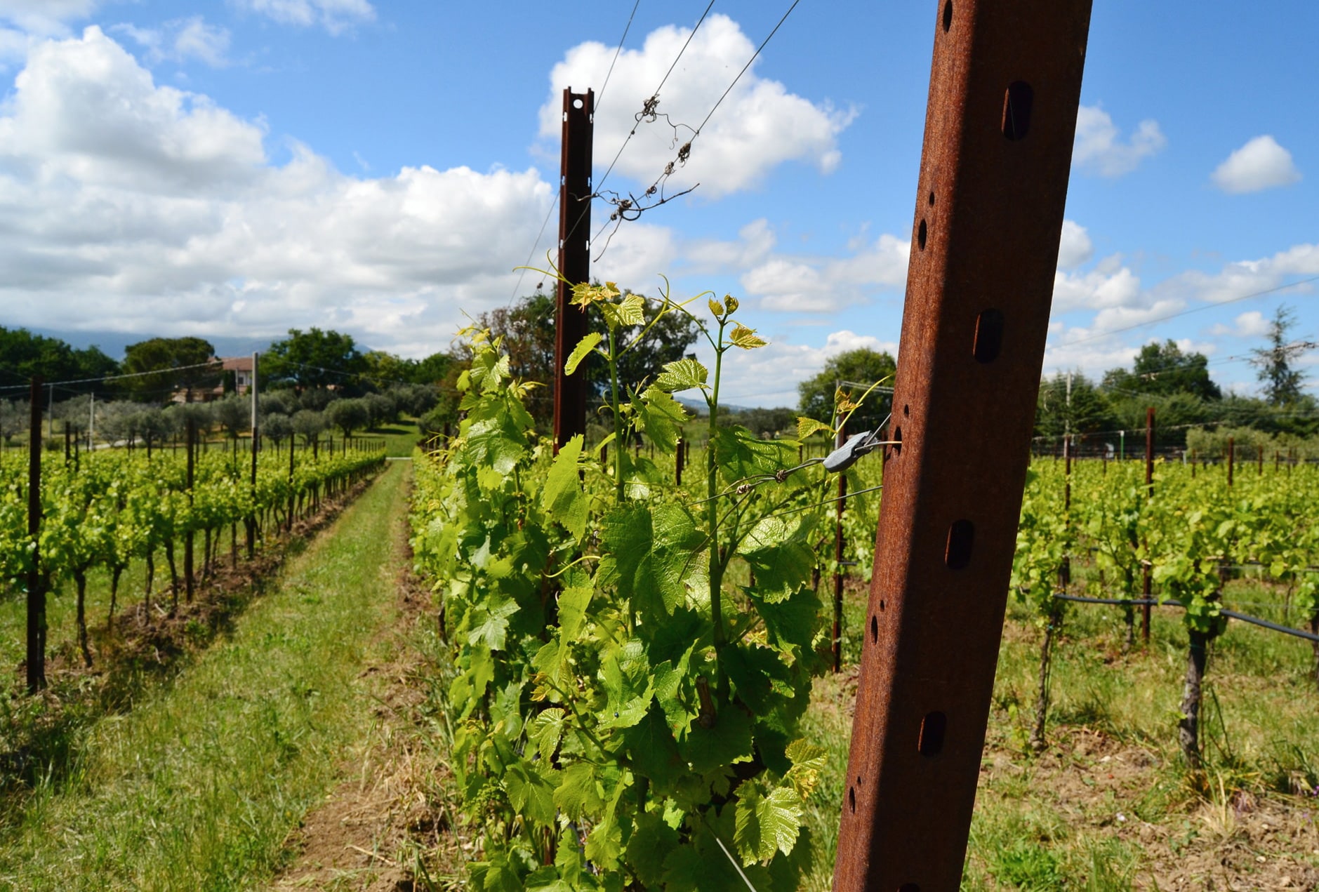 Vineyard Trellis Posts – Metal & Steel Posts for Vineyards