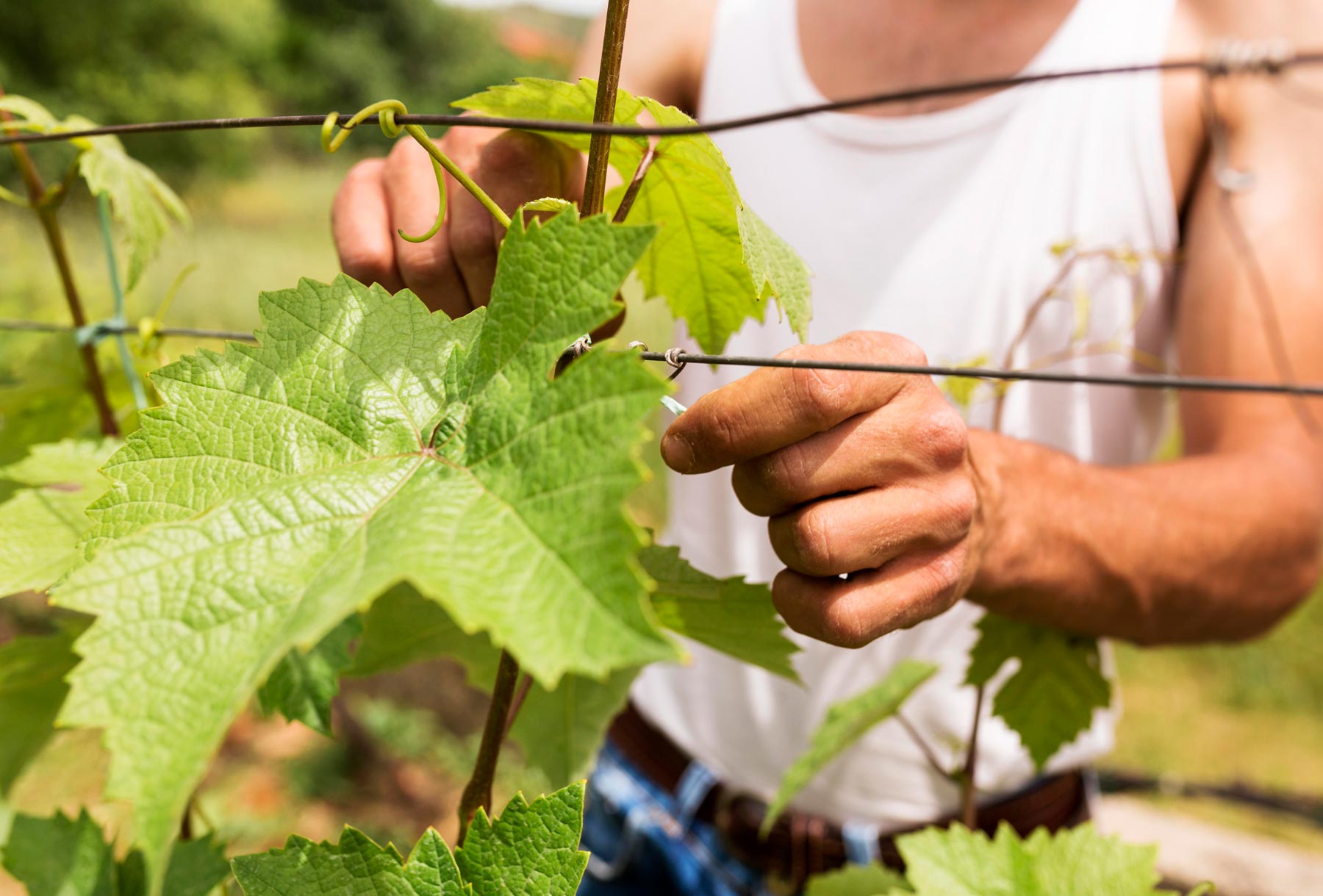 farmer working grapevine guyot vineyard trellis system