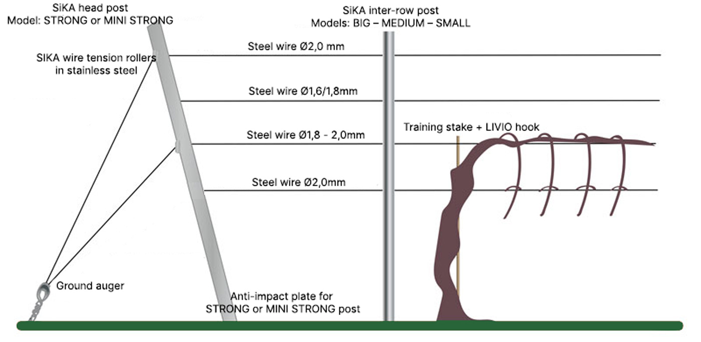 sylvoz vineyard training system