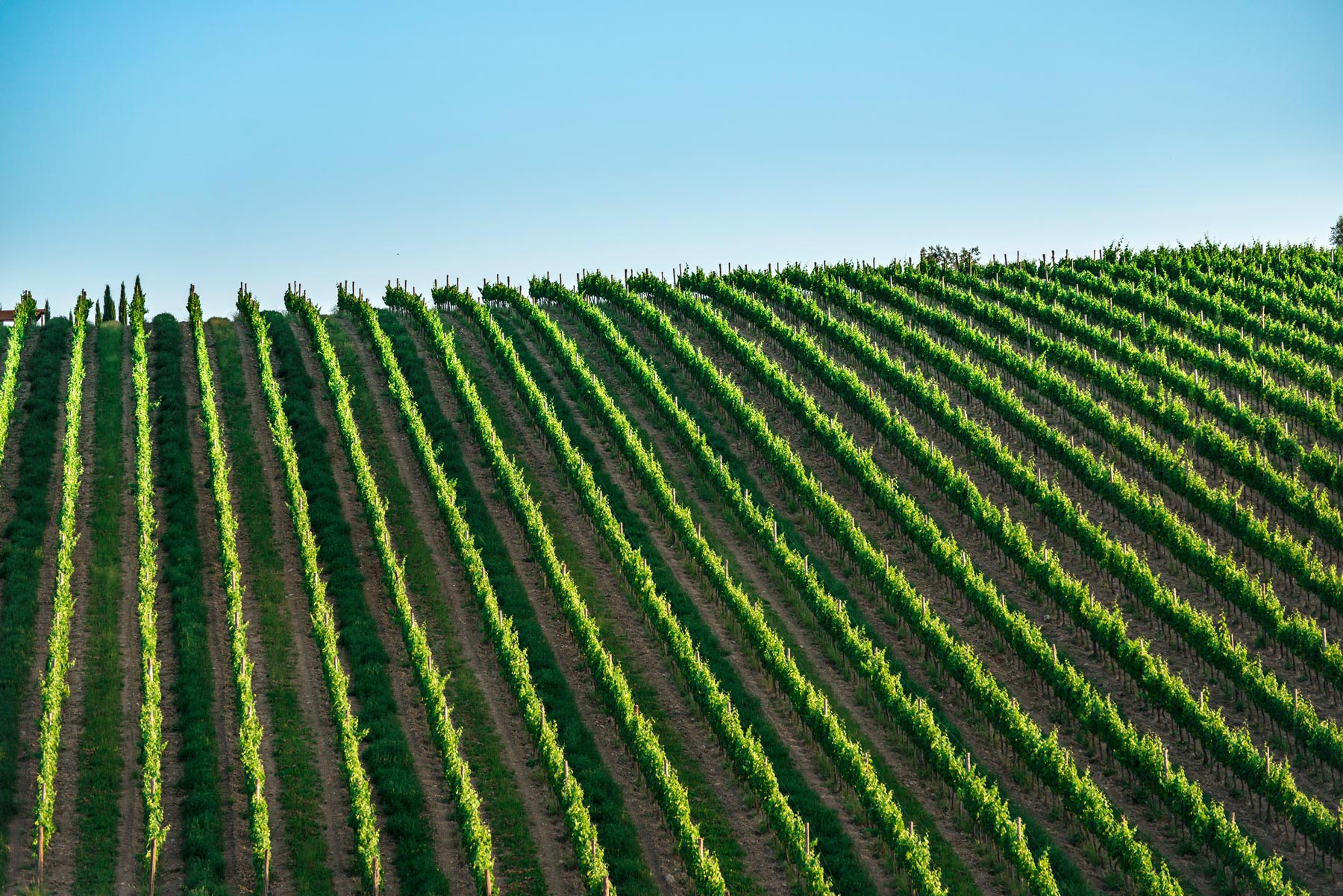 Understanding grape vine training: core principles and benefits