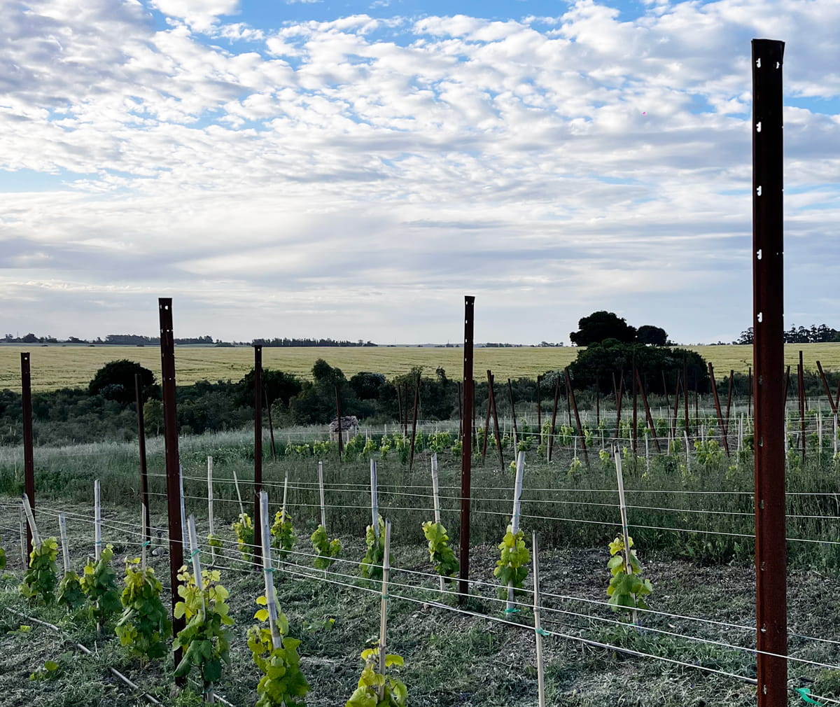 Vineyard posts installed in Uruguay