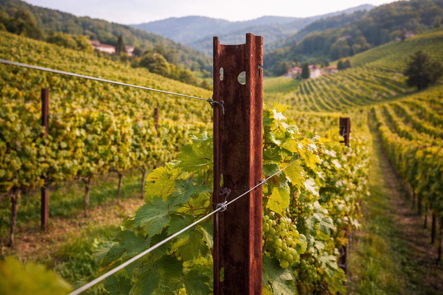 Corten steel vineyard posts in a grape trellis system