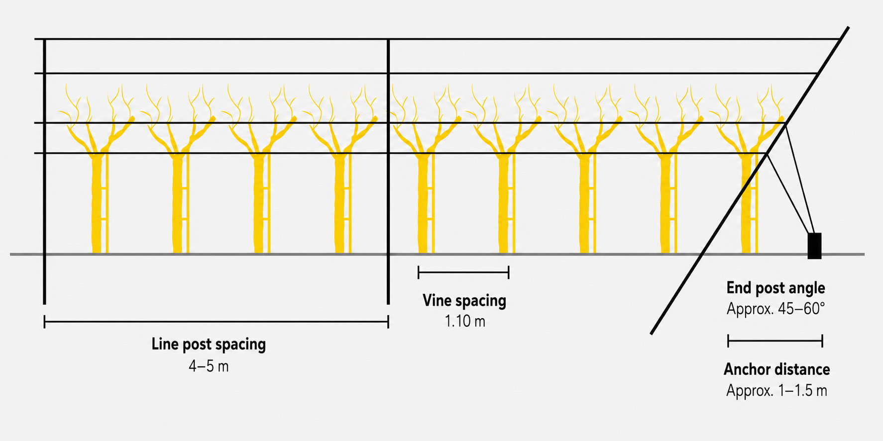 Vineyard post spacing diagram with line post spacing, vine spacing and end post angle