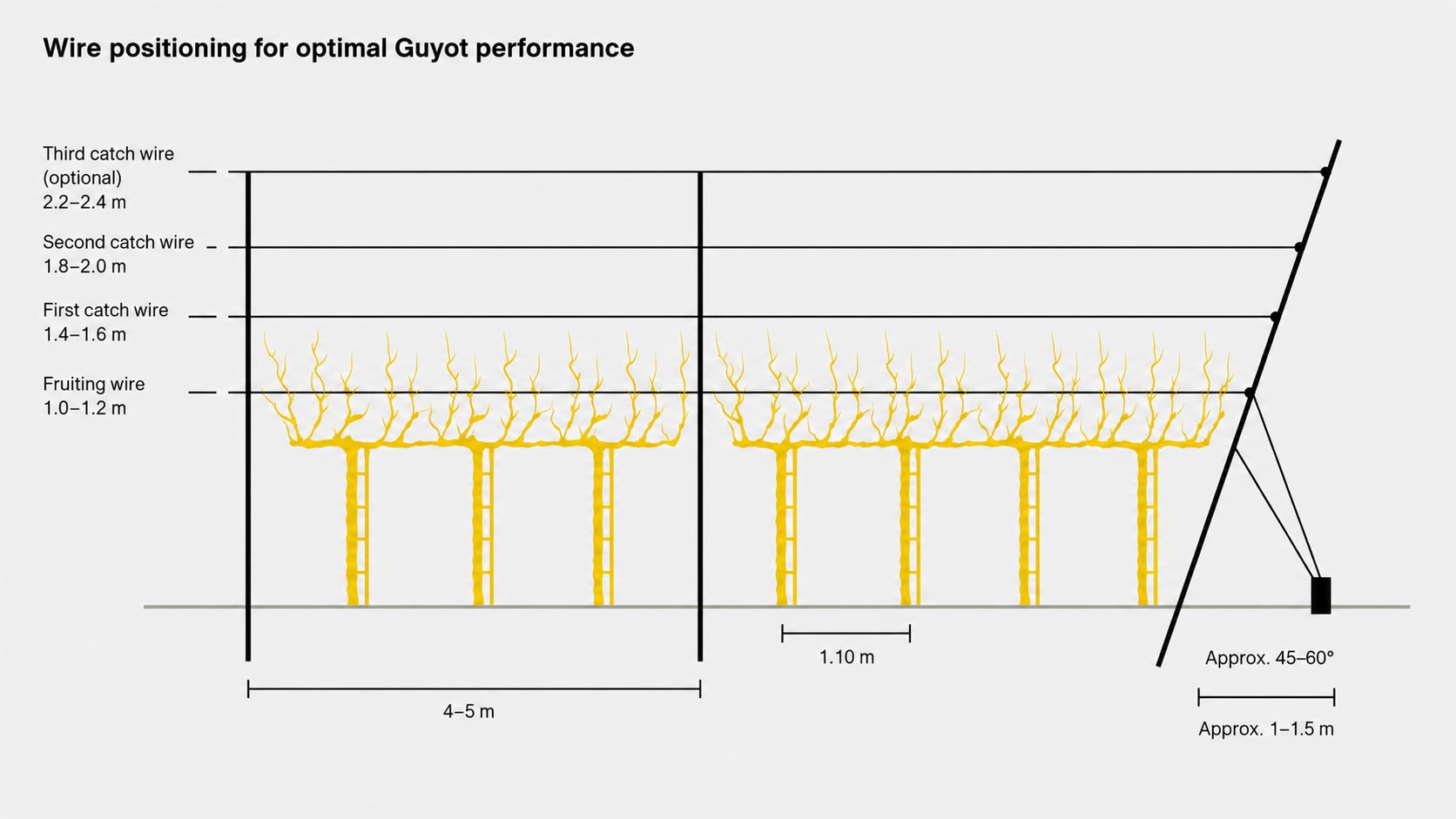 Wire positioning specifications for Guyot trellising with fruiting wire and catch wire heights