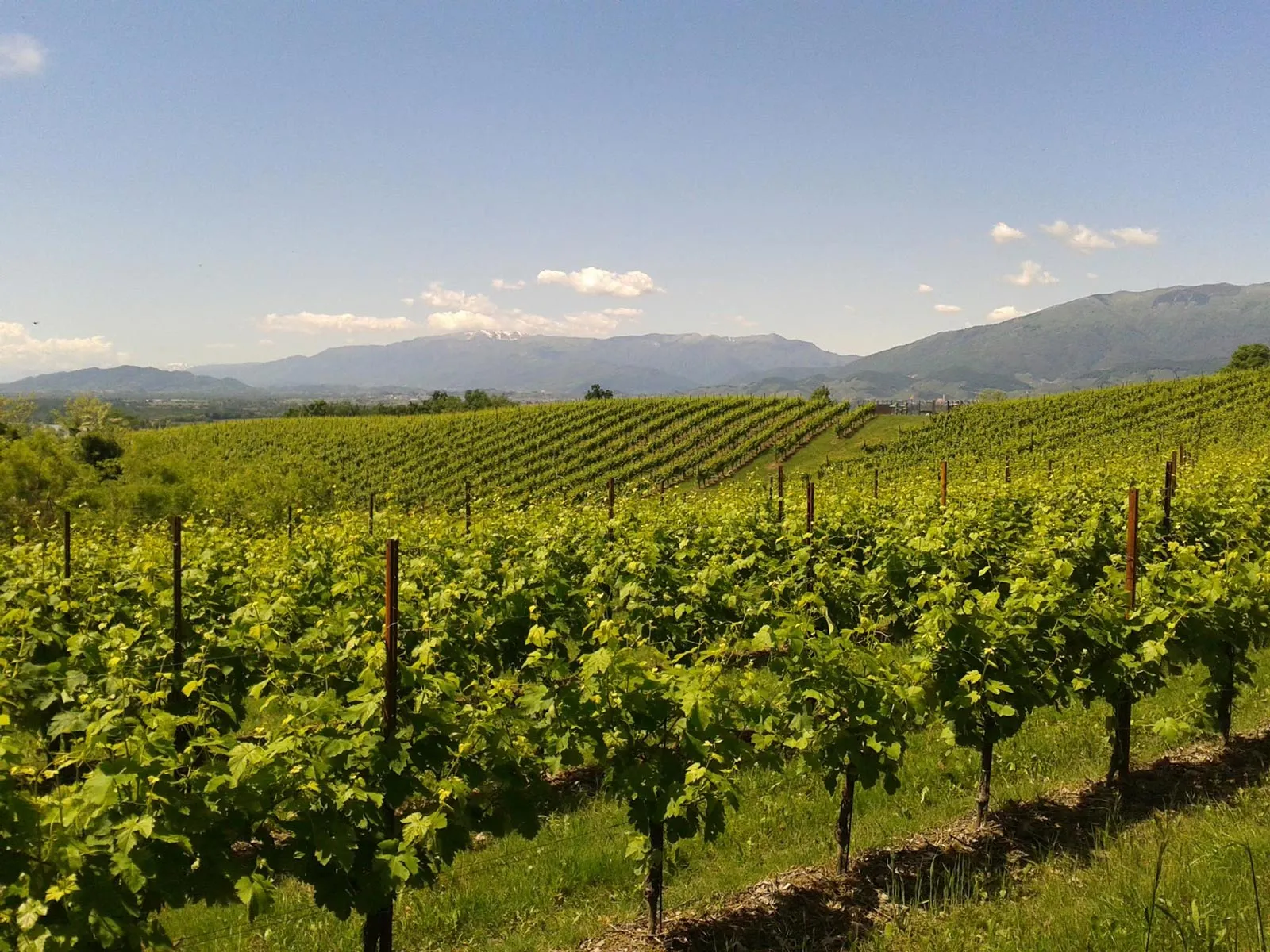 Hillside vineyard rows supported by SIKA corten vineyard posts
