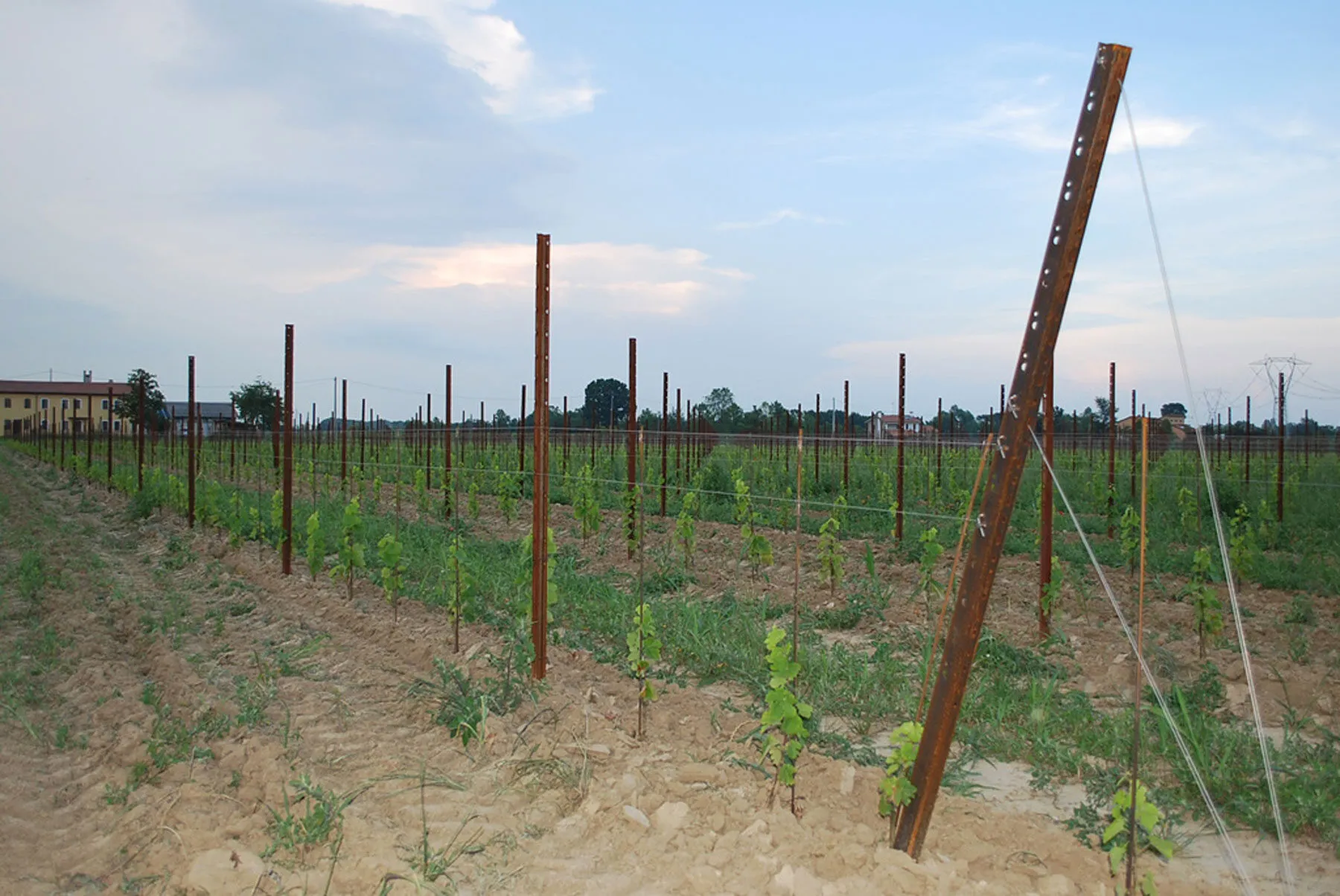 Tensioned grape trellis wires on steel vineyard posts along a row