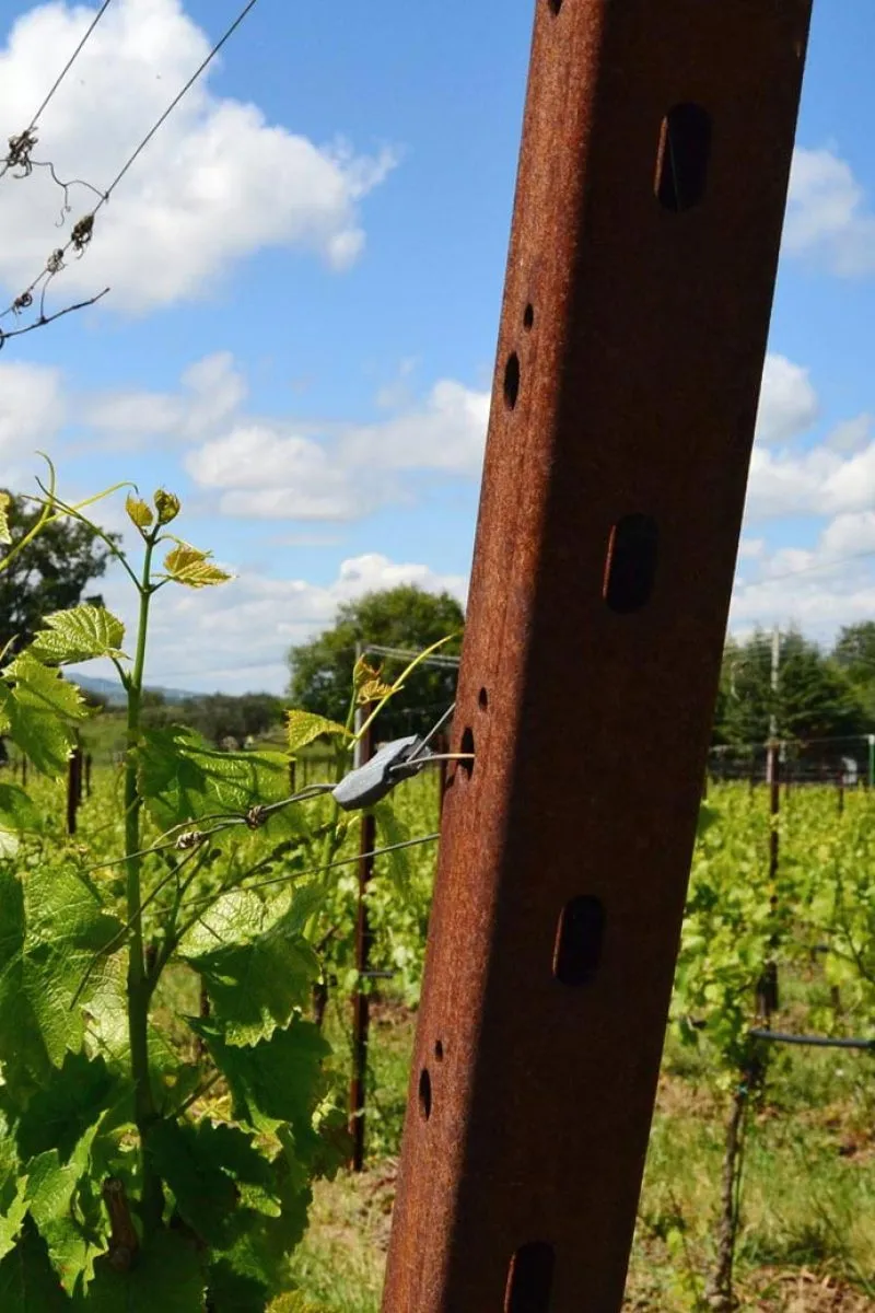 Corten steel vineyard end post anchoring the trellis wires at the end of a row