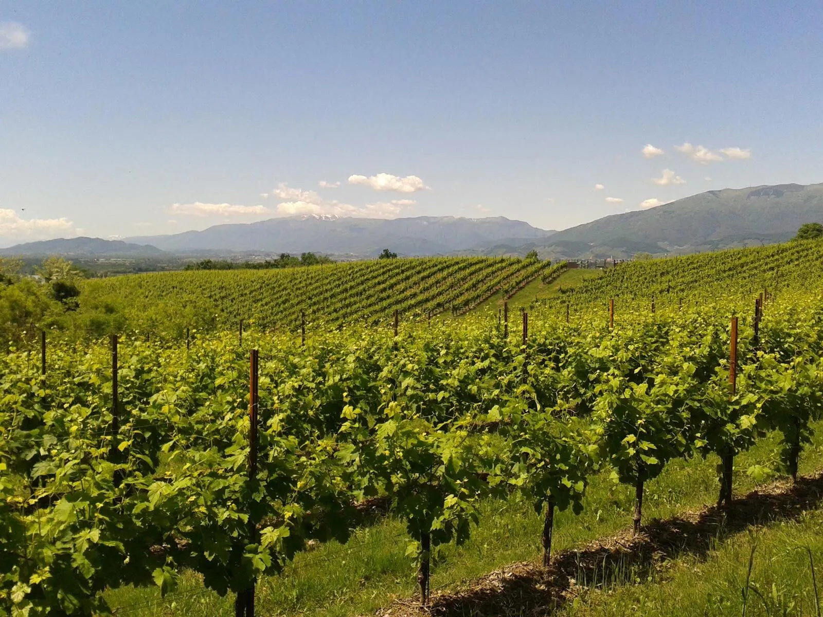 Vineyard Trellis photo with Dimension Corten Vineyard Line Post "Big"