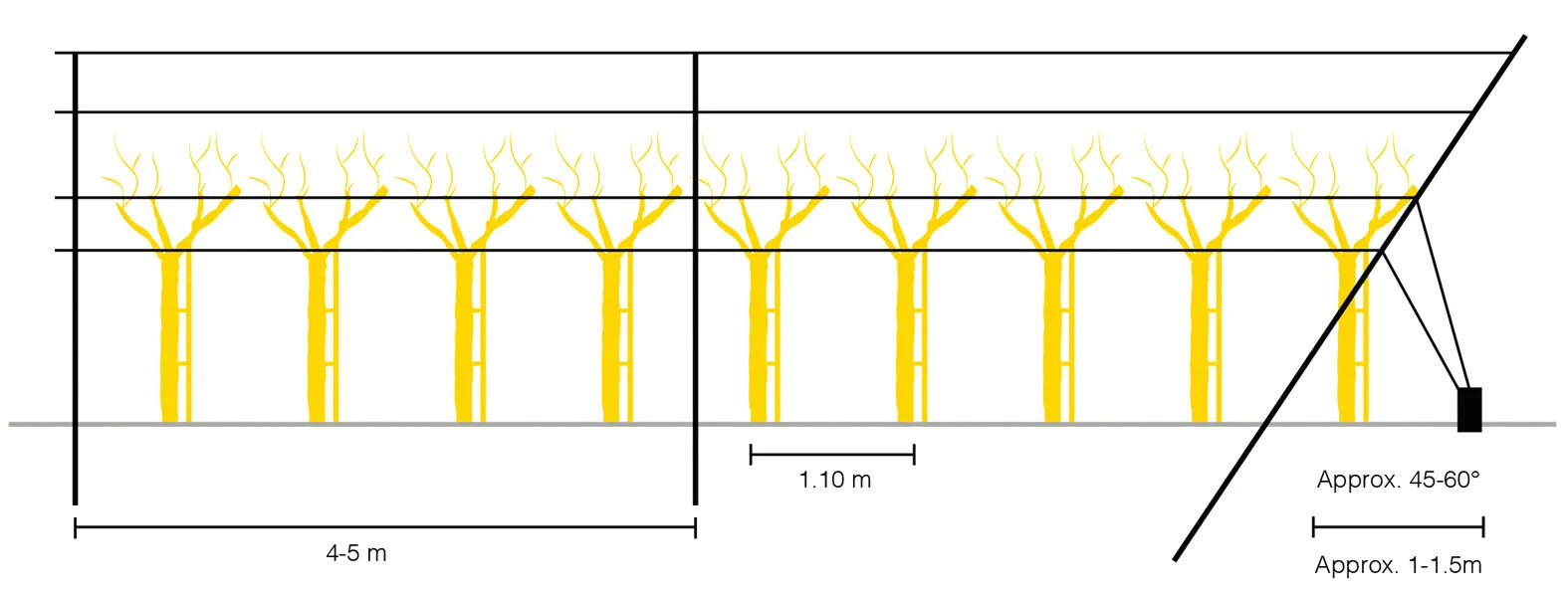How to Build Vineyard Trellis System