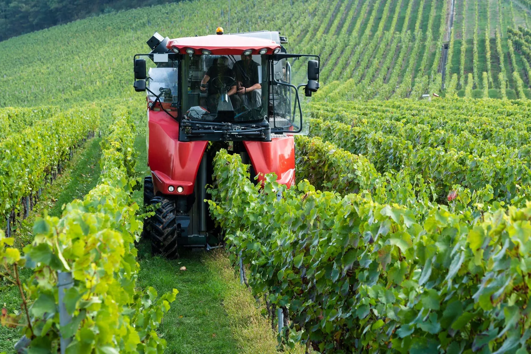 Vineyard trellis systems