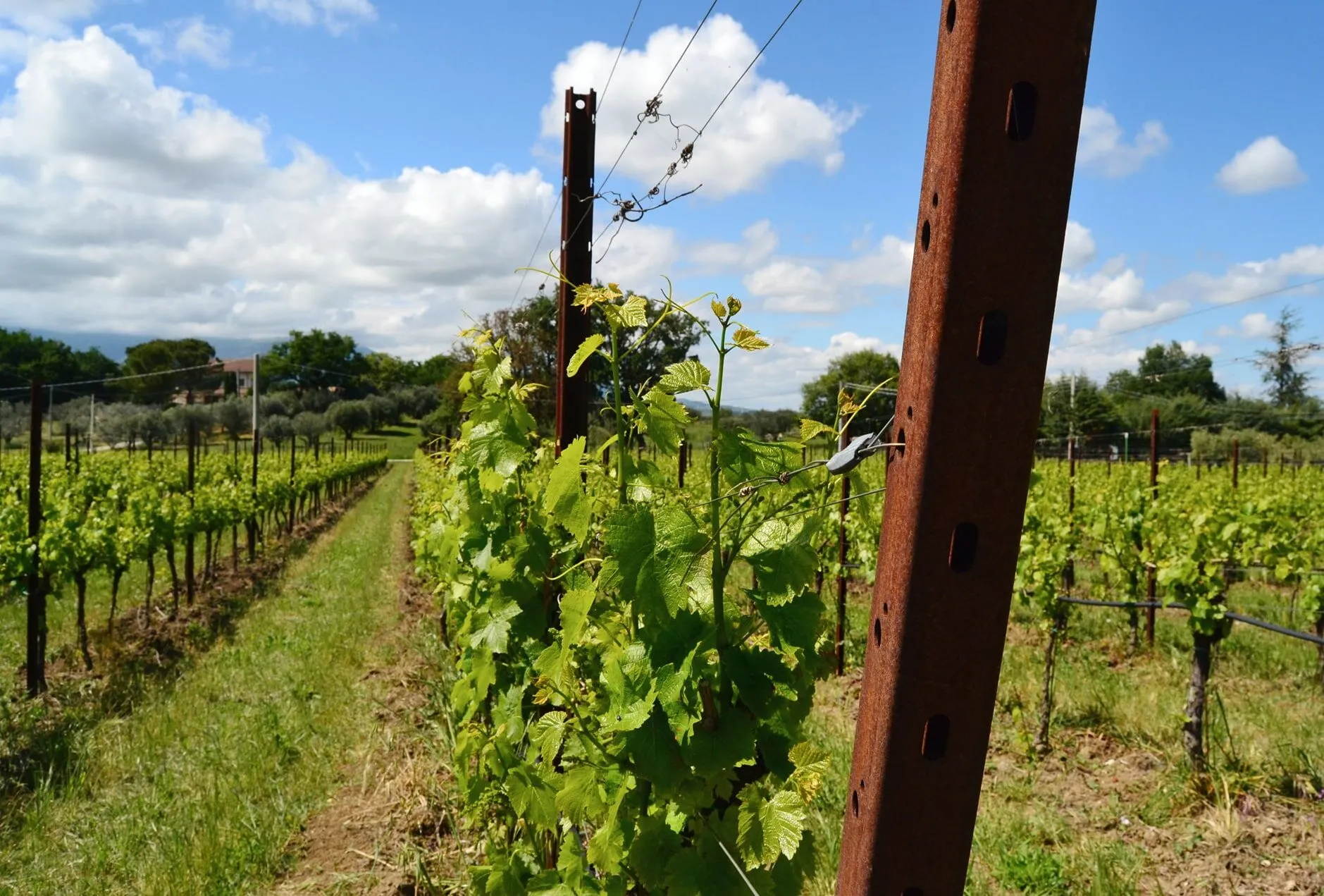 Corten steel vineyard post supporting trellis wires in a spring vineyard row