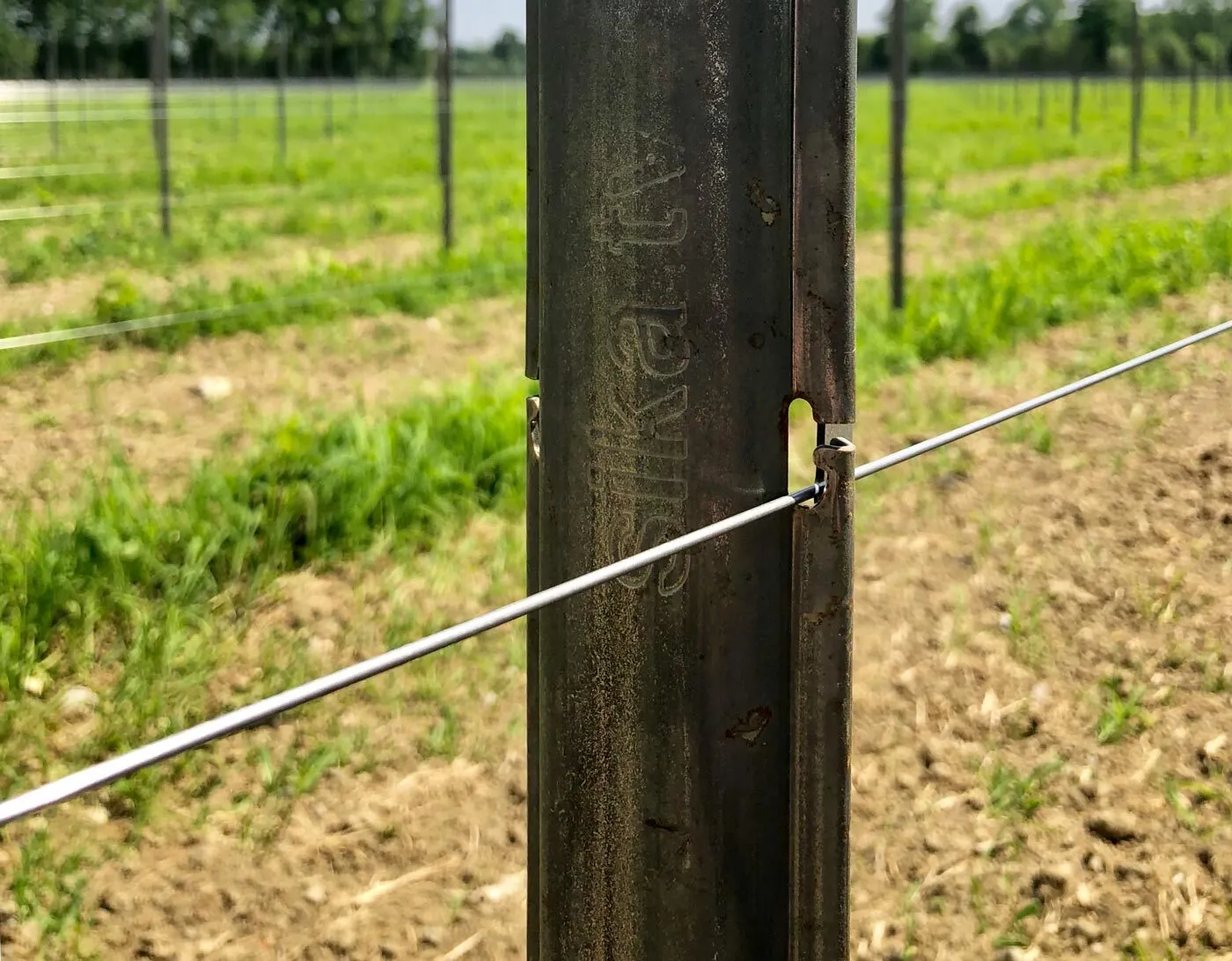 Galvanised steel vineyard post with tensioned trellis wire in a vineyard row