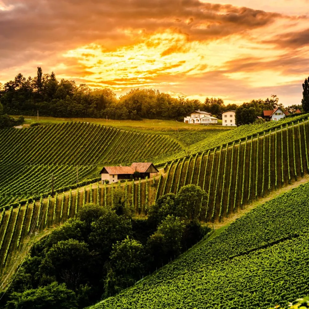 Grapevine training systems and vineyard trellis types