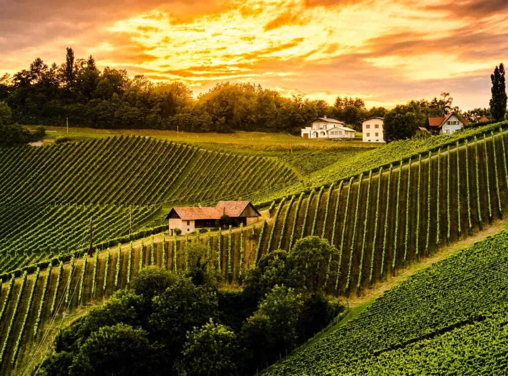 Grapevine training systems and vineyard trellis types