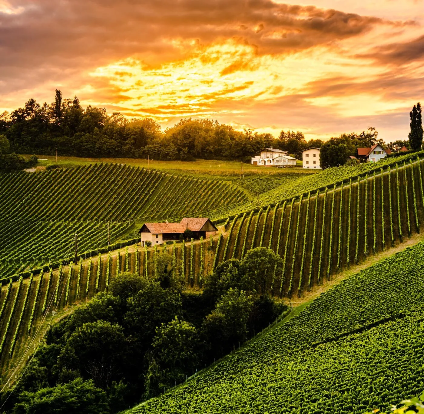 Grapevine training systems and vineyard trellis types