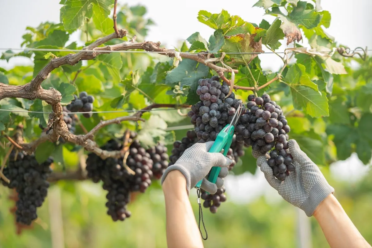Guyot vine training system