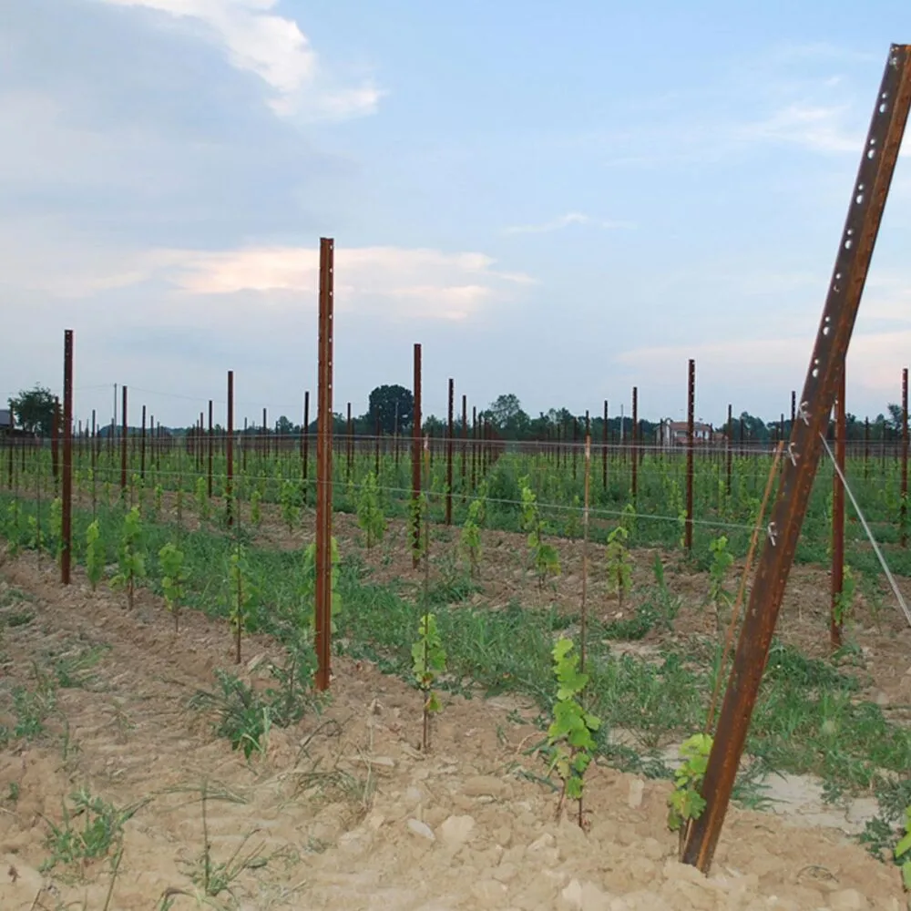 Detailed vineyard trellis design showing steel posts, wires and vine training system