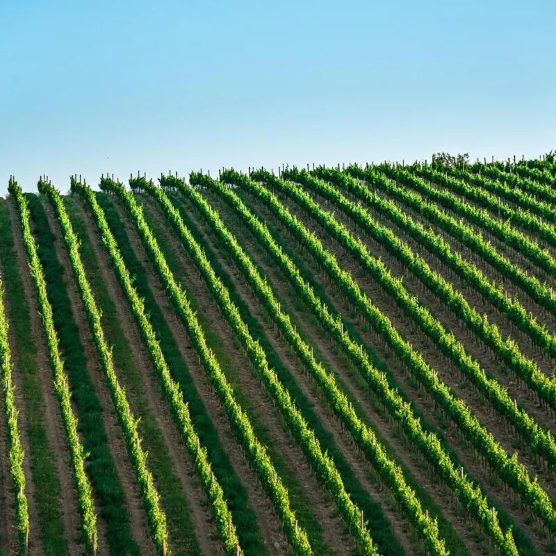 What is a vineyard trellis and why is it essential for grape growth