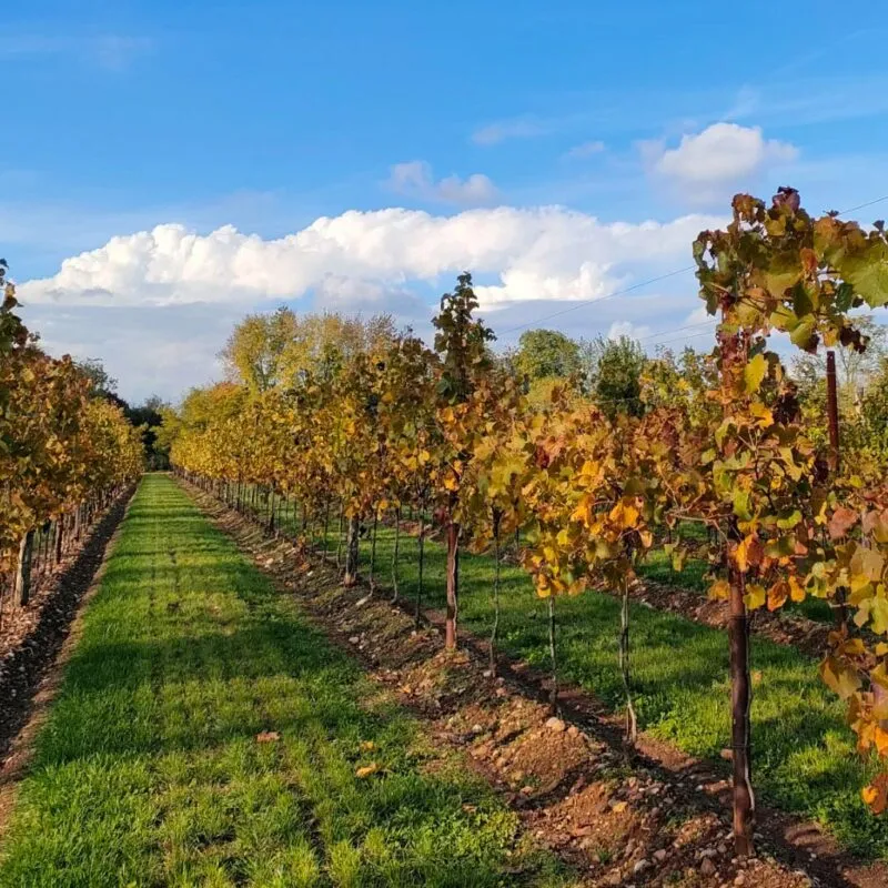 Types of vineyard trellis systems
