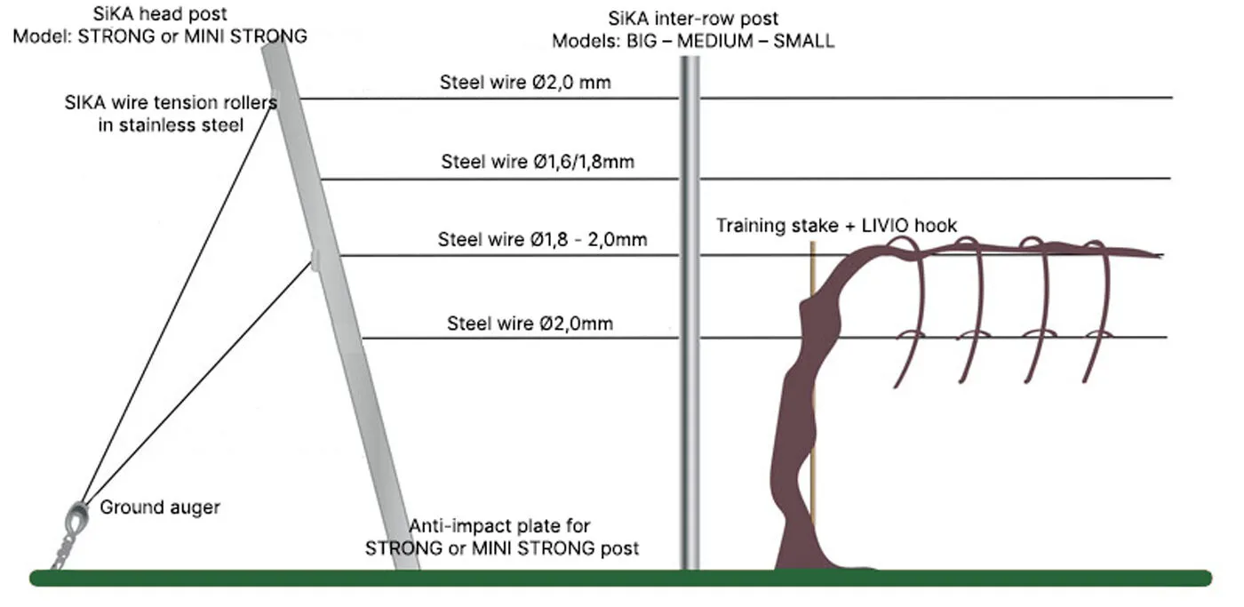 sylvoz vineyard training system