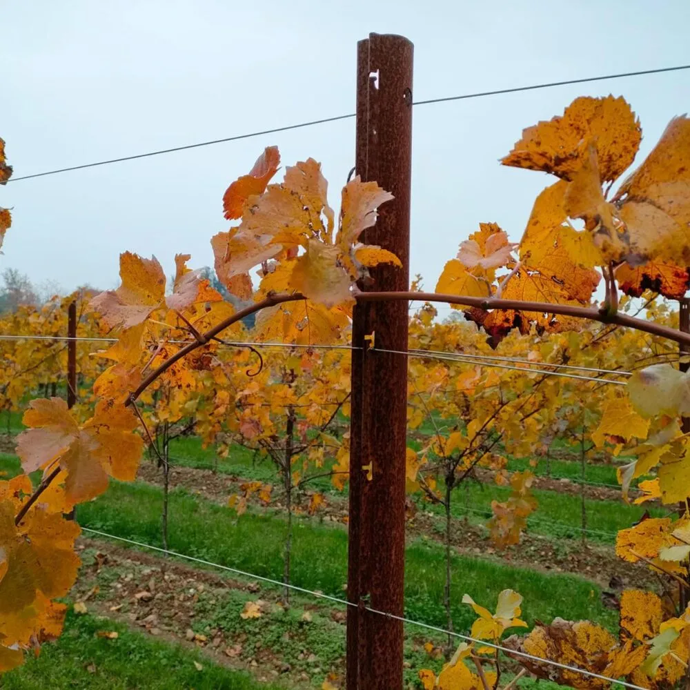 Grape vine training methods: a complete comparison guide for vineyard owners