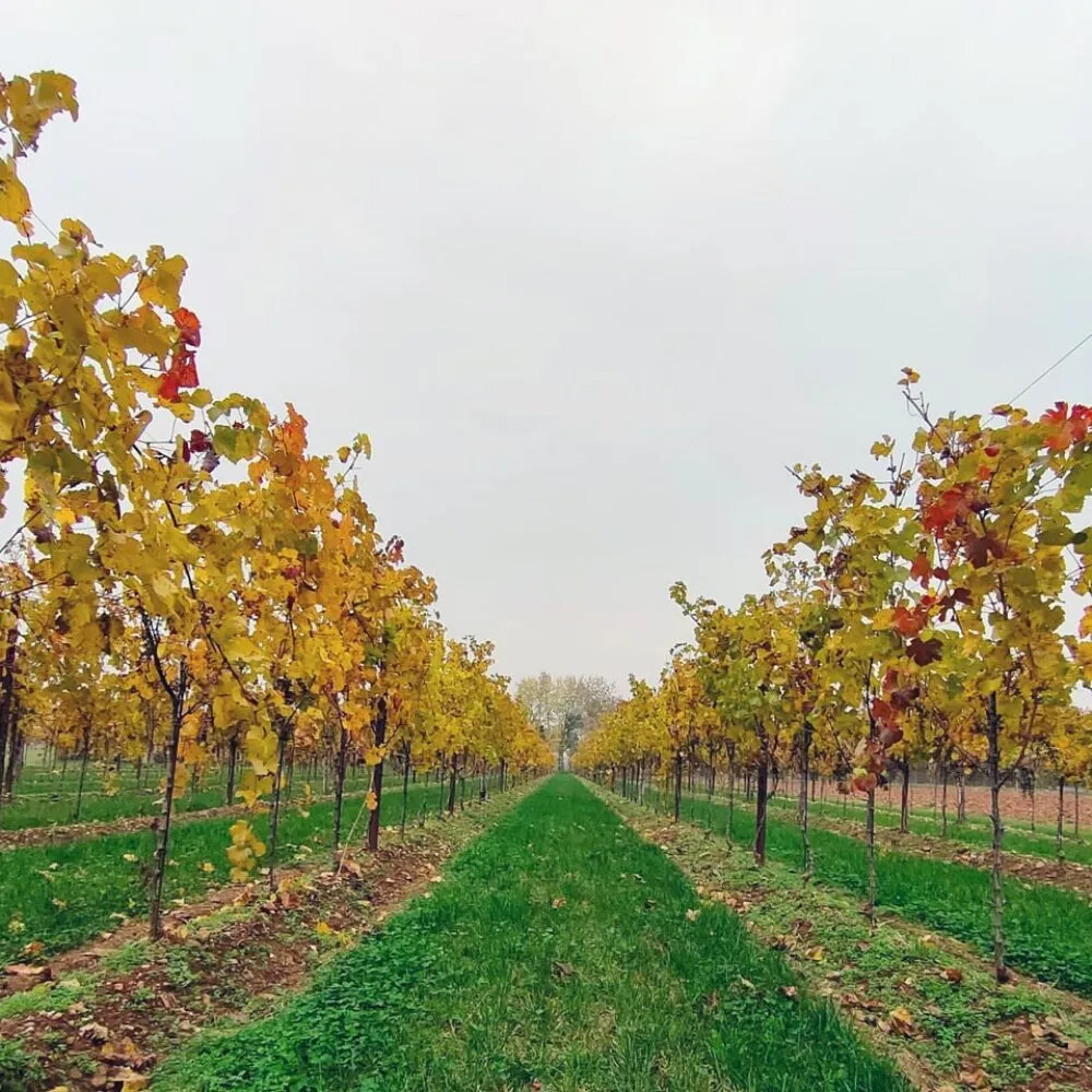 Grape vine trellis systems: choosing the right design for different grape varieties