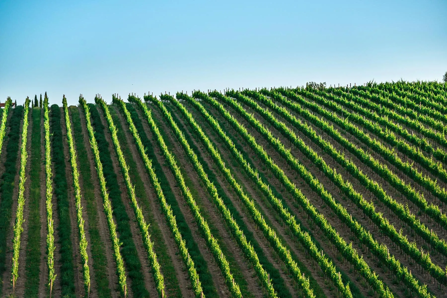 Understanding grape vine training: core principles and benefits