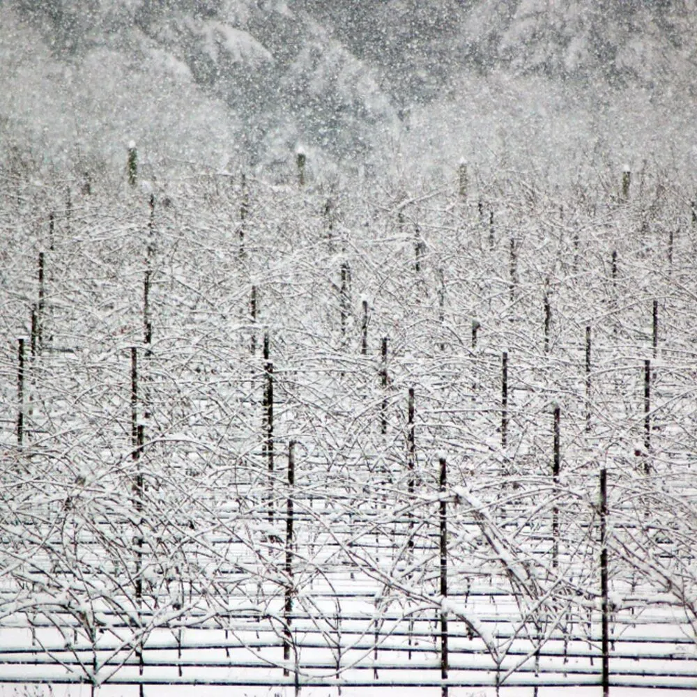 Wine grape trellis systems for cold climates: choosing the optimal design