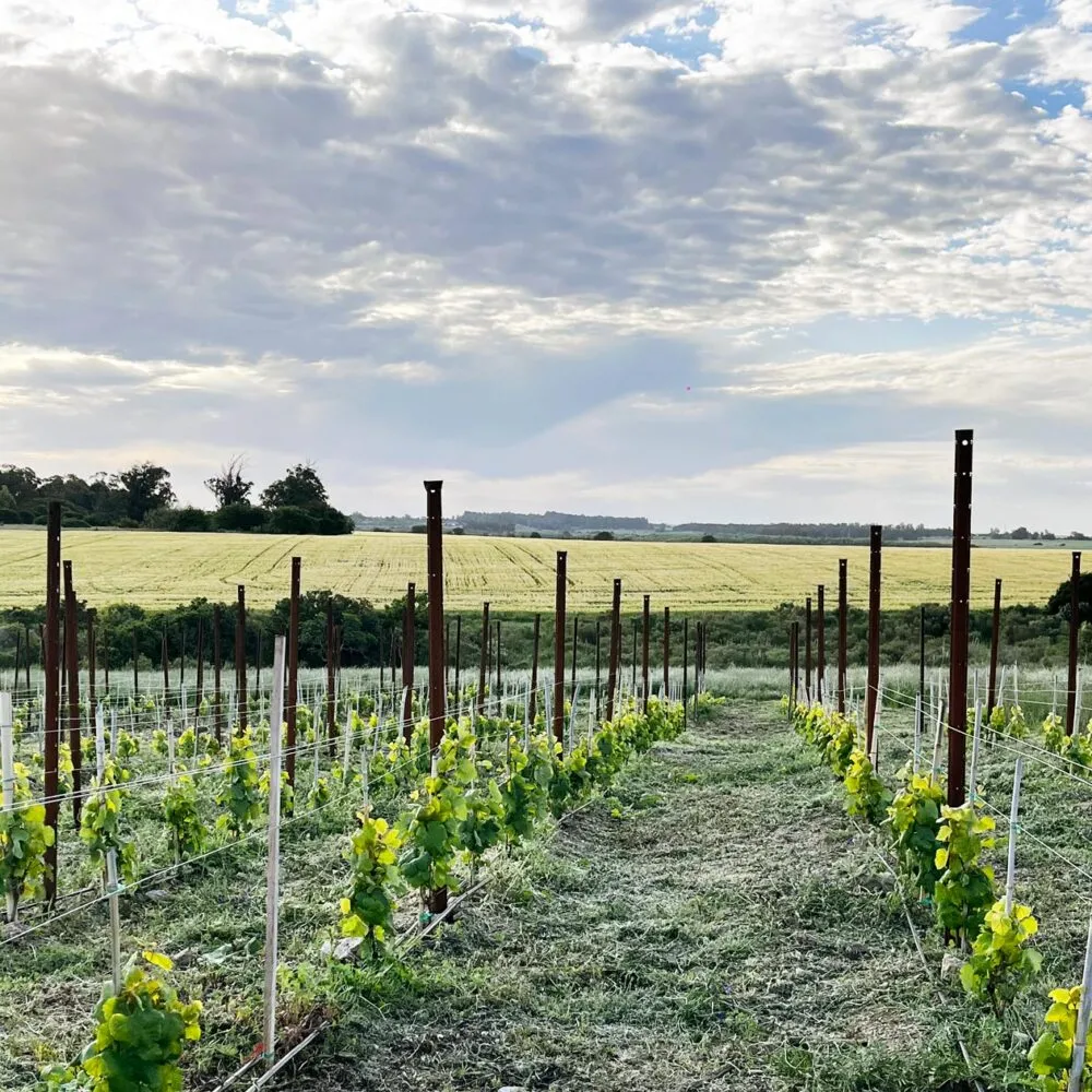 Sika's Vineyard Posts: our installation in Uruguay - Sika Profili