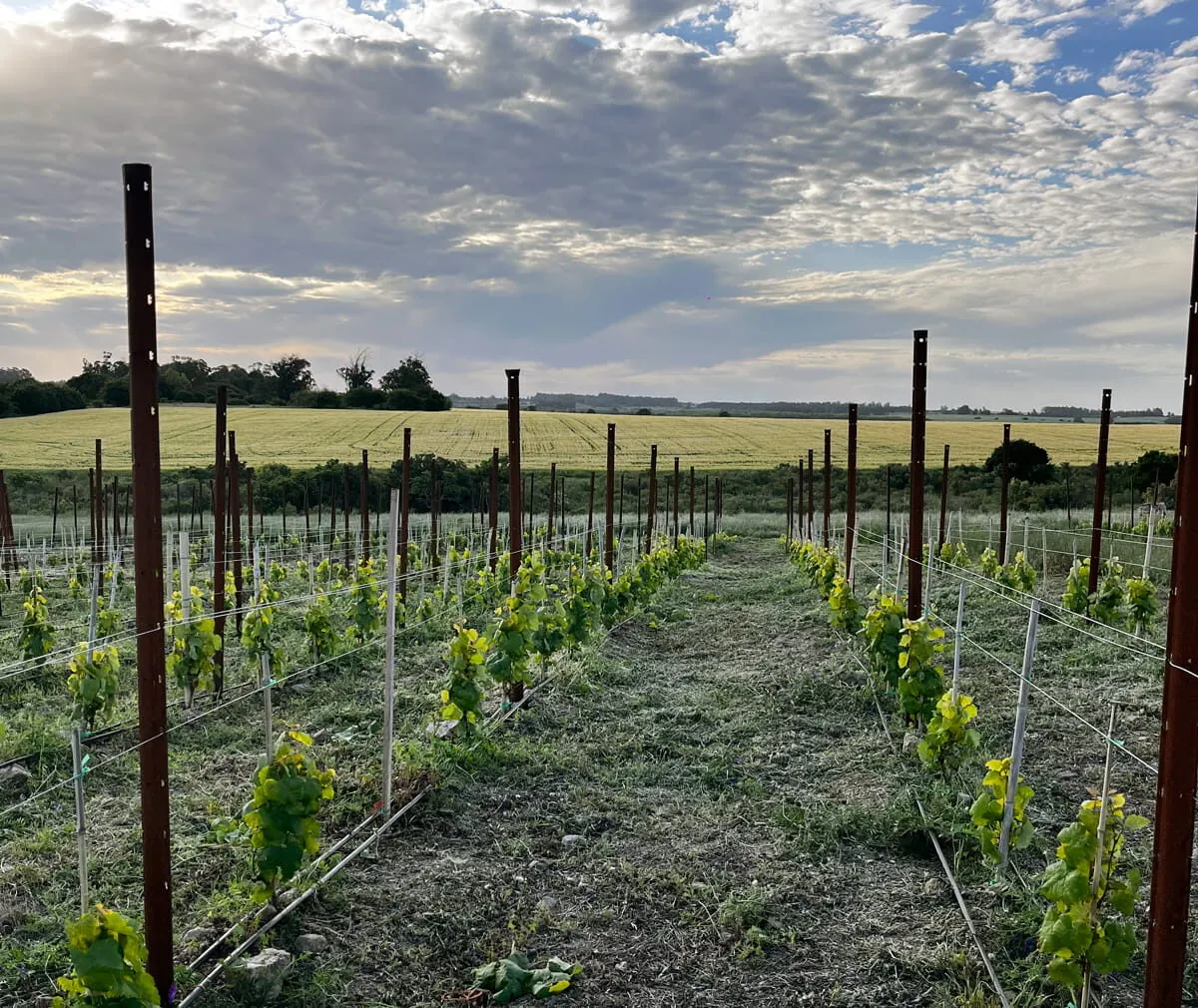 Vineyard posts installed in Uruguay