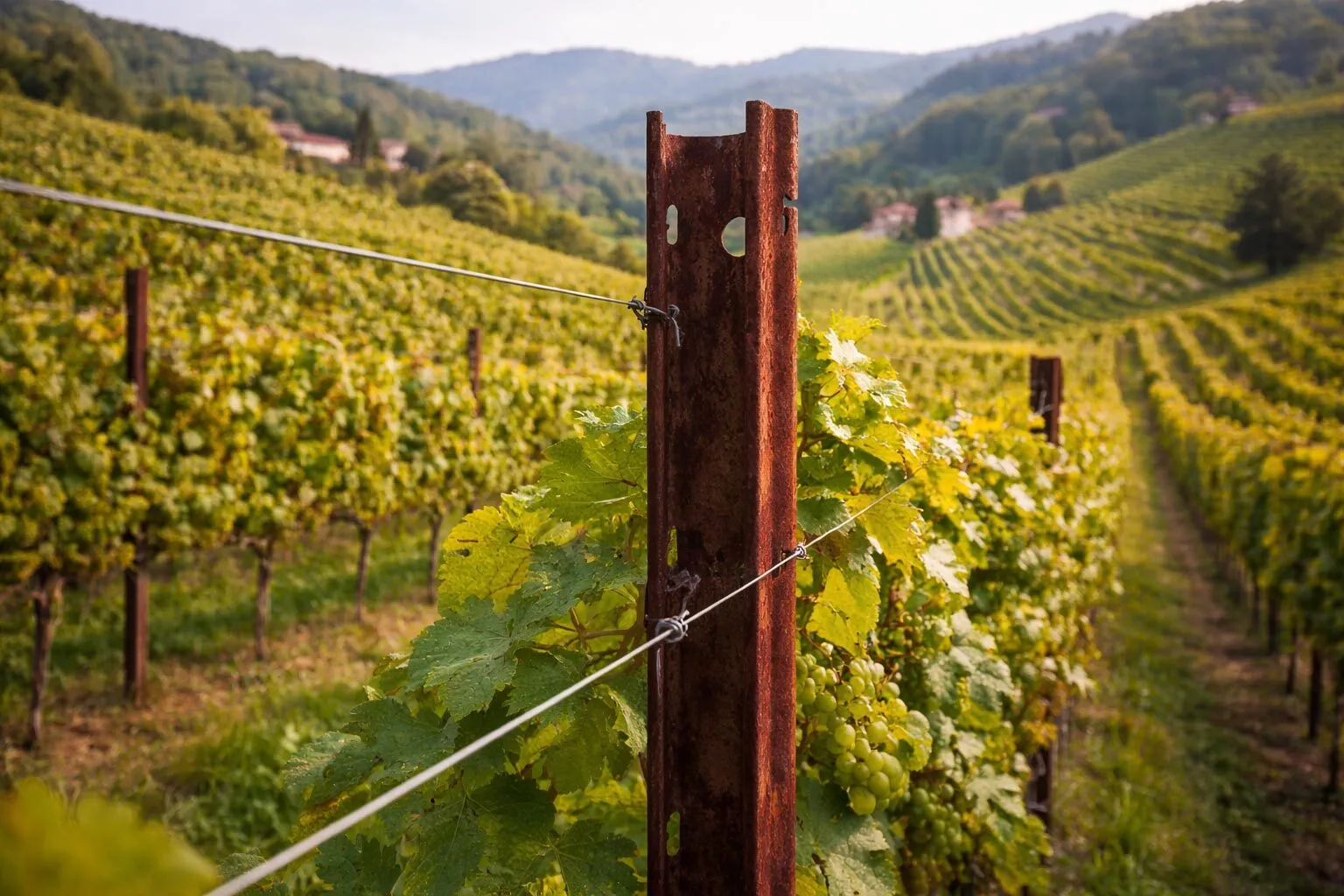 Corten steel vineyard posts in a grape trellis system