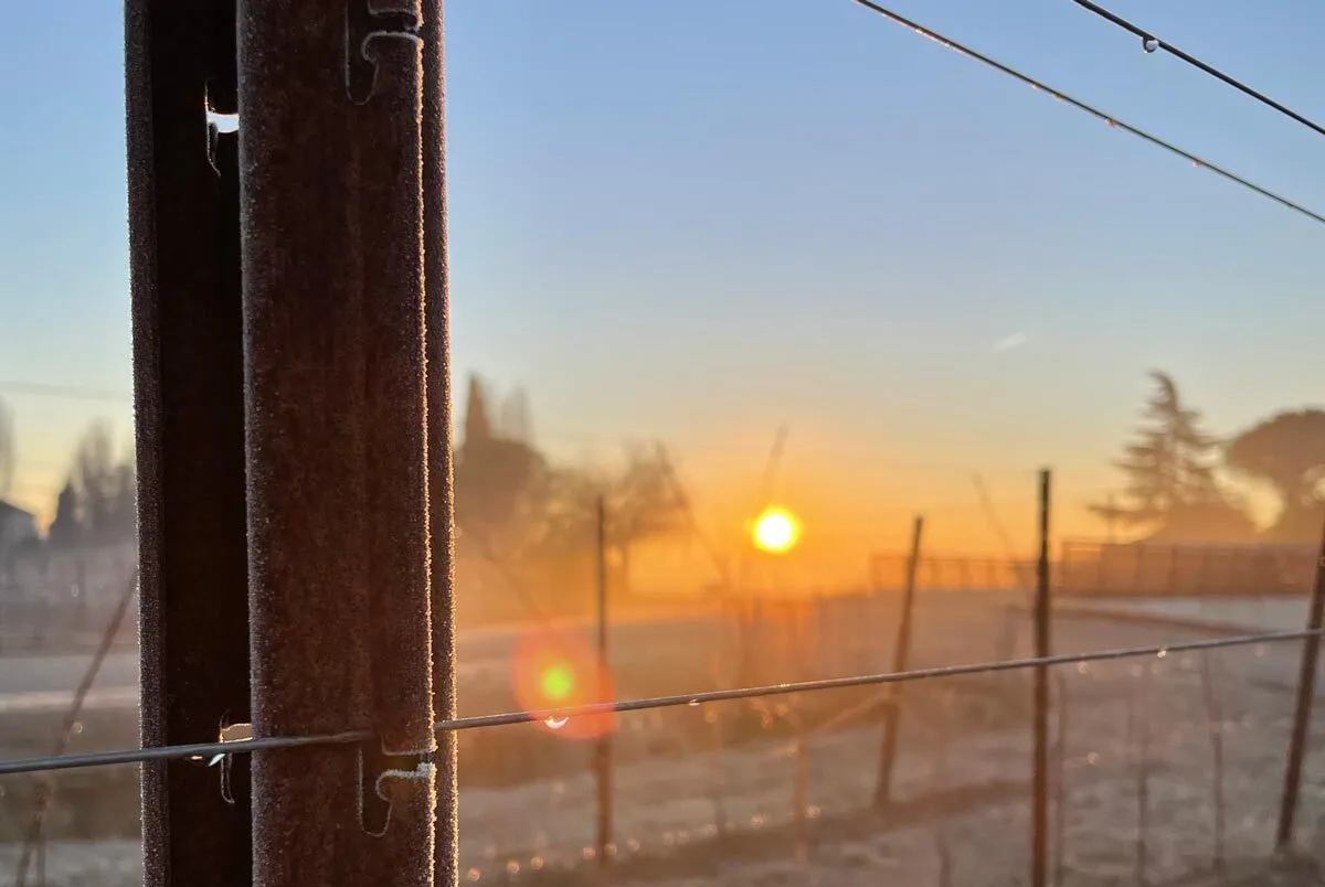 Steel vineyard post and trellis wire in winter conditions showing environmental factors that affect vineyard post spacing