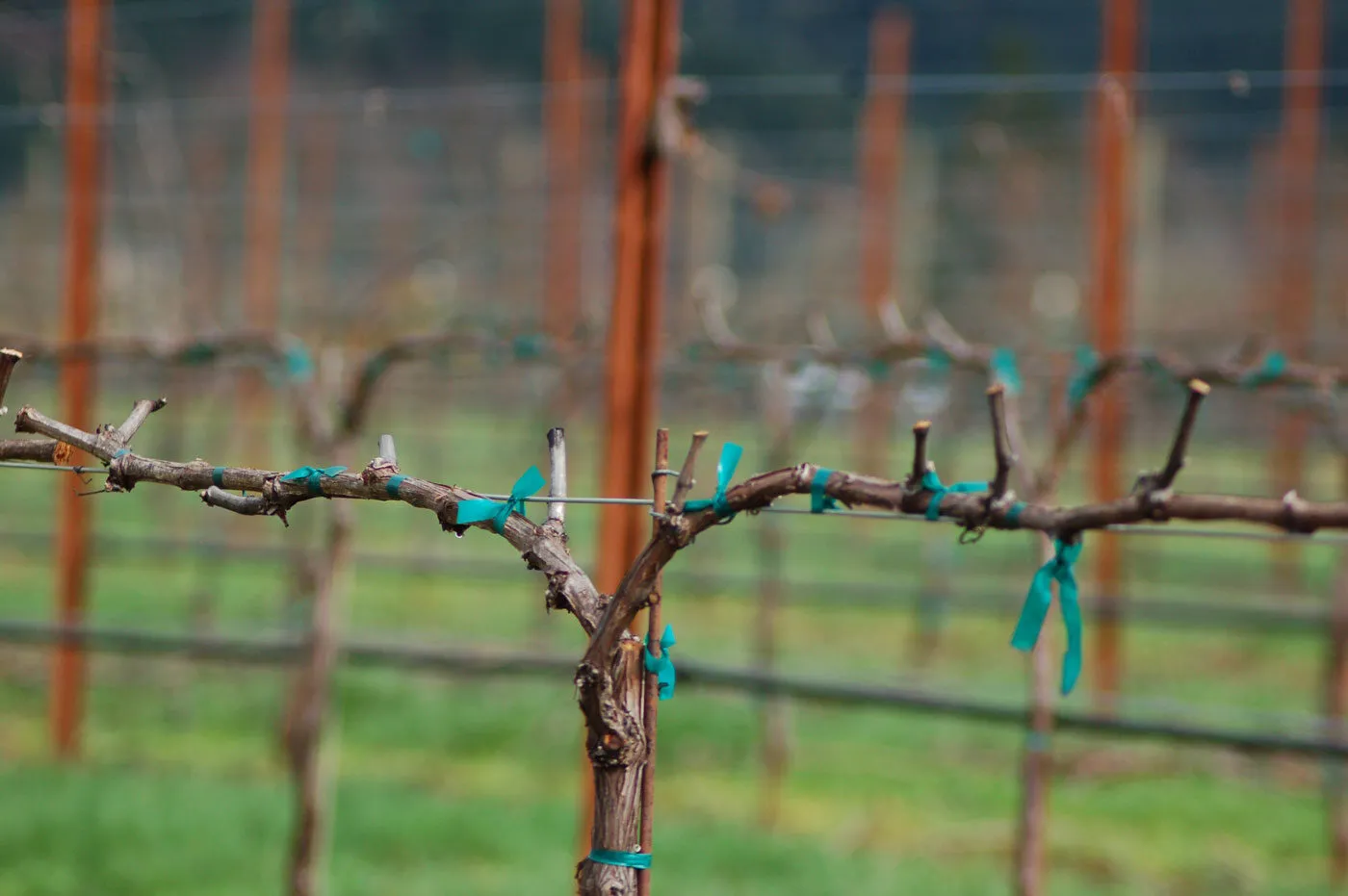 Grape trellis system accessories with vineyard ties and support wire