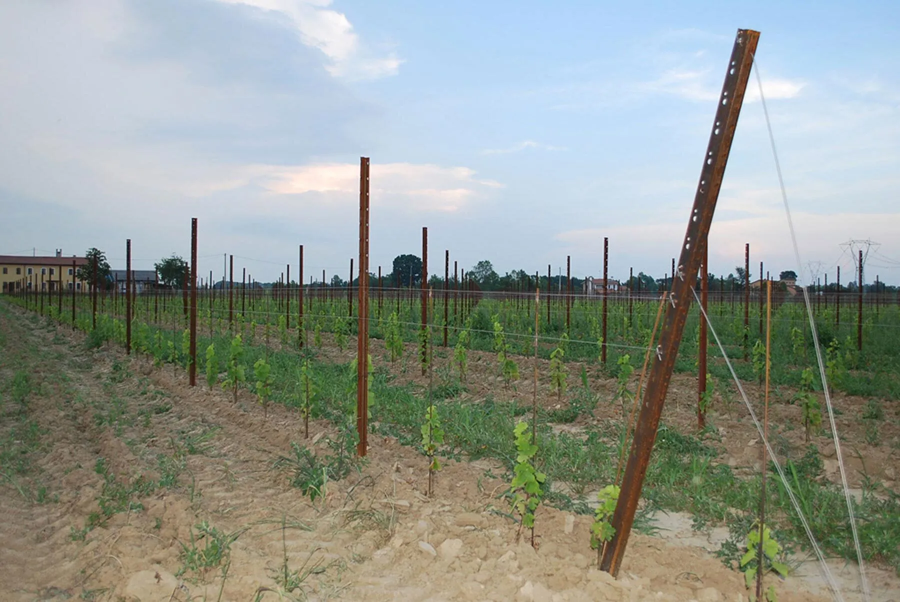 Vineyard post spacing for different grapevine training systems with steel posts