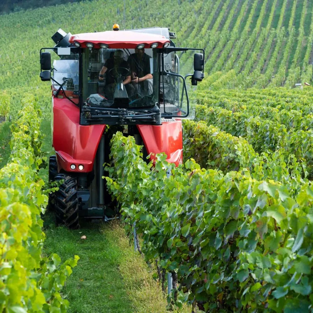 Mechanical harvester operating between wide vineyard rows for efficient vineyard row spacing