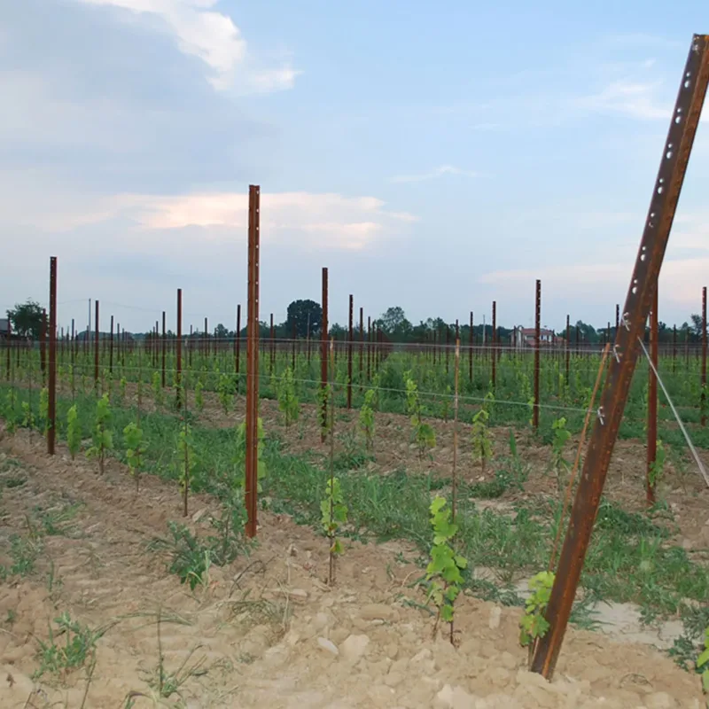 Tensioned grape trellis wires on steel vineyard posts along a row