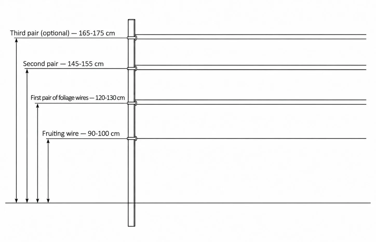 Diagram of grape trellis wire heights on a VSP system, from fruiting wire at 90-100 cm to third pair at 165-175 cm